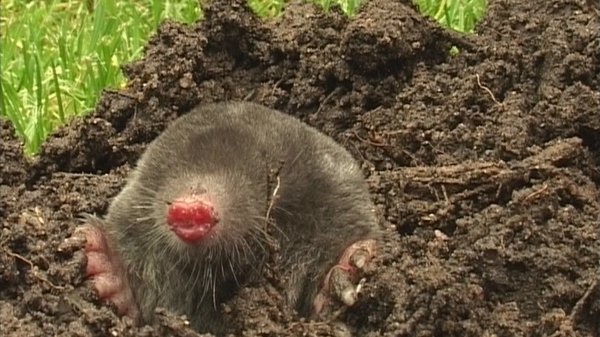 Insektenfresser mit spitzer Schnauze