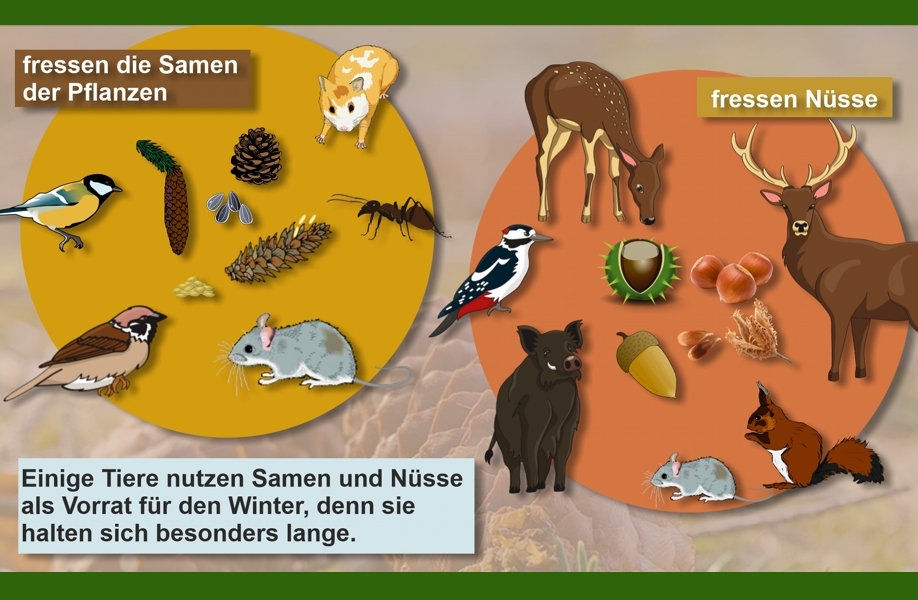 Tiere, die gerne Samen und Nüsse fressen