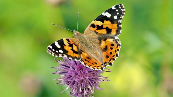 Schmetterling als Beispiel zur Weltnaturschutzkonferenz