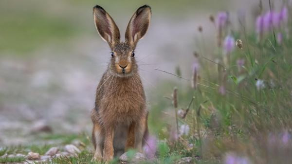 Hase