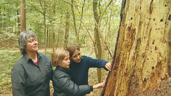 Unser Wald - Natur und Nutzung