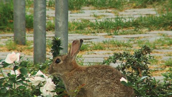 Wildtiere vor unserer Haustür