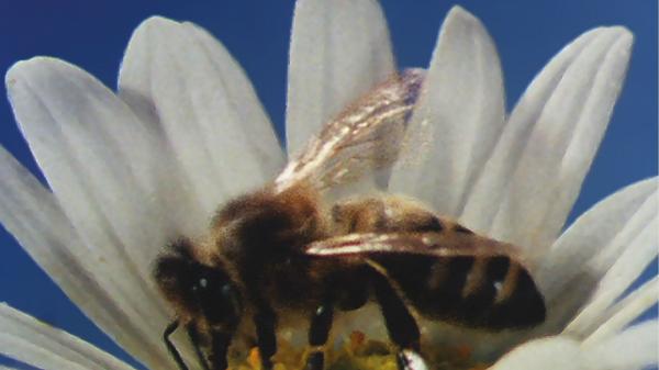 Entdeckungen über Sinnesleistungen bei Bienen und Fischen
