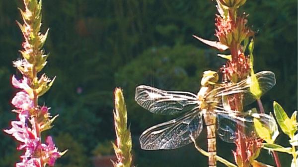 Der Garten als Ökoinsel für Tiere und Pflanzen