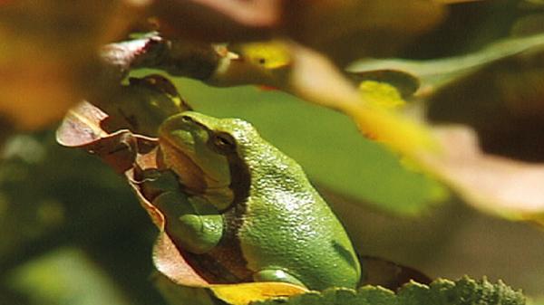 Eine Einführung in den Arten- und Biotopschutz