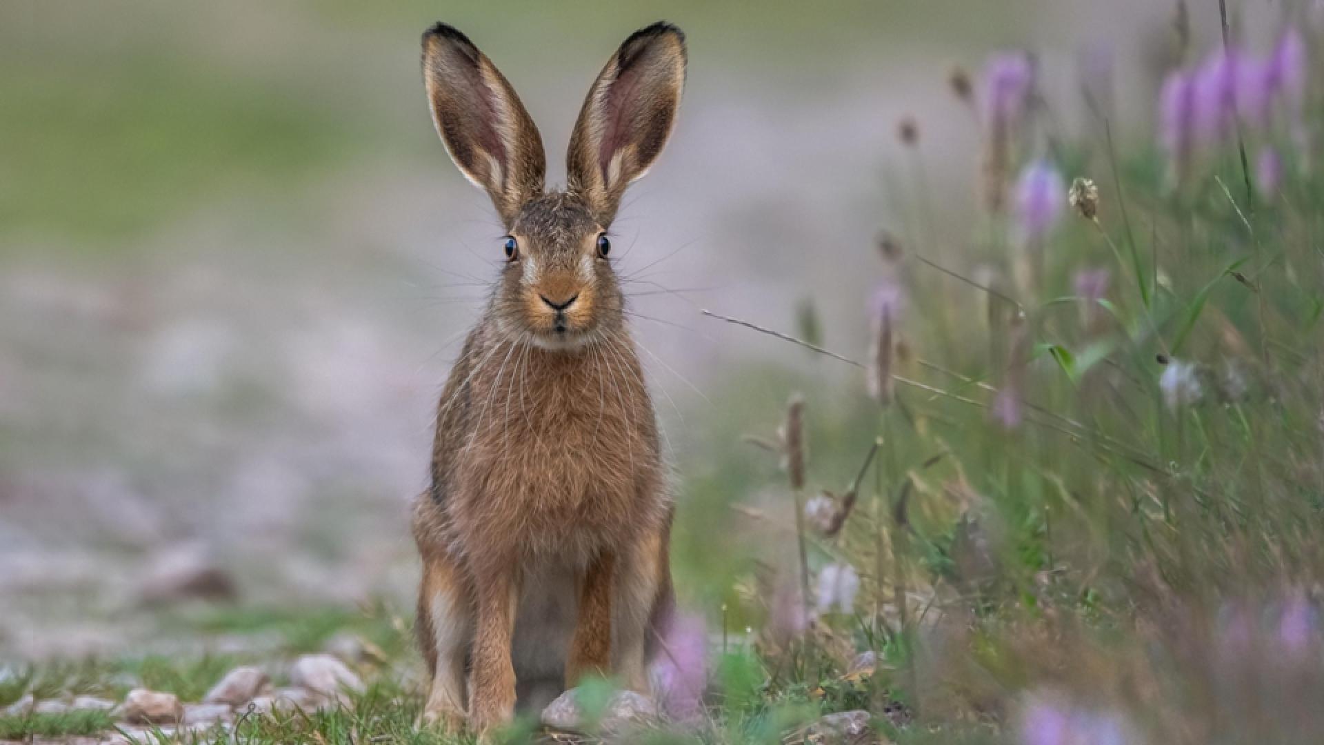 Hase