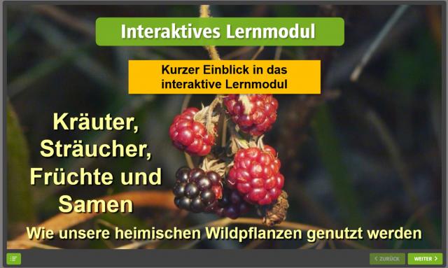 Kräuter, Sträucher, Früchte und Samen - Kurzvorschau des Lernmoduls